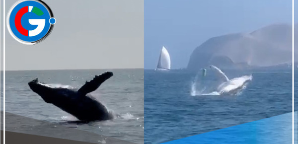 Avistamiento de ballenas en el Callao por el Fenómeno El Niño es atípico