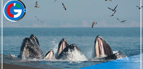 Tumbes: Inicio la temporada de ballenas y se espera la visita de turistas 