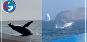 Avistamiento de ballenas en el Callao por el Fenómeno El Niño es atípico