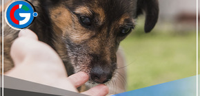 Conoce sobre la Patatón 2023, el evento solidario a favor de las mascotas que se realizará este domingo 02 de julio