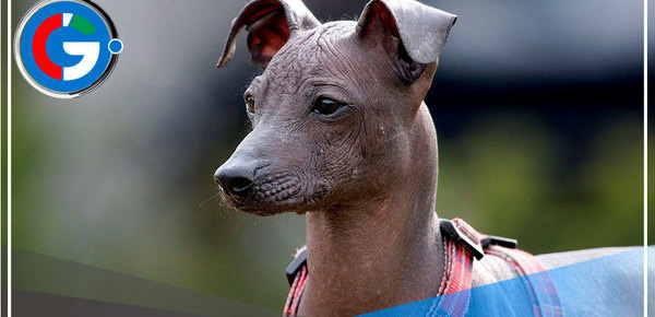 Perro peruano será la estrella este domingo julio en el museo de Sicán 