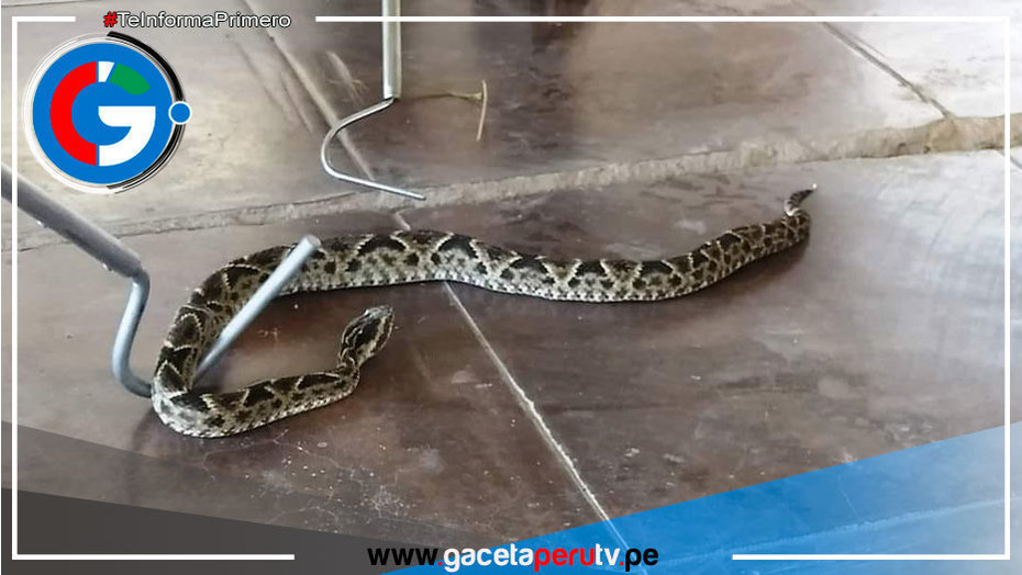 Piura: Mujer atacada por una serpiente lucha por su vida