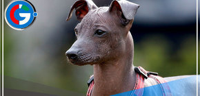 Perro peruano será la estrella este domingo julio en el museo de Sicán 