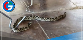 Piura: Mujer atacada por una serpiente lucha por su vida 