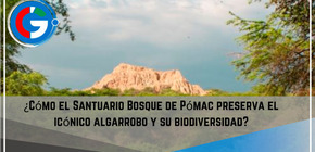 ¿Cómo el Santuario Bosque de Pómac preserva el icónico algarrobo y su biodiversidad?