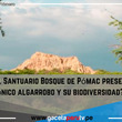 ¿Cómo el Santuario Bosque de Pómac preserva el icónico algarrobo y su biodiversidad?