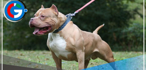 Menor quedó herida tras ataque de dos perros pitbull en Trujillo 