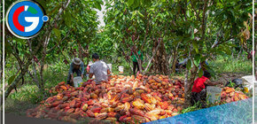 El Cacao tendría origen nacional por reciente hallazgos