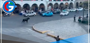 Toro desata terror en Huamanga: cornea a más de cinco personas y causa daños a vehículos