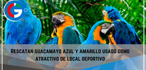 Rescatan guacamayo azul y amarillo usado como atractivo de local deportivo.