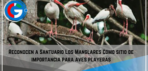 Reconocen a Santuario Los Manglares Como sitio de importancia para aves playeras.