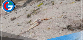 Cazadores matan a más de 90 vicuñas en Chumbivilcas