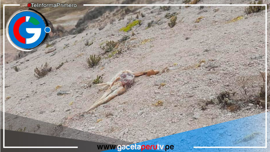 Cazadores matan a más de 90 vicuñas en Chumbivilcas
