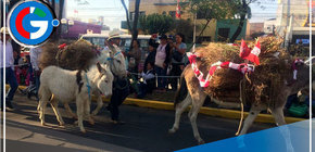 Arequipeños vuelven a disfrutar de la tradicional entrada de ccapo