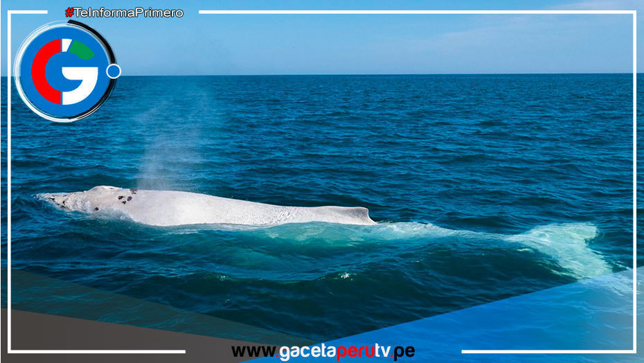 Avistan por primera vez una ballena blanca en el mar peruano