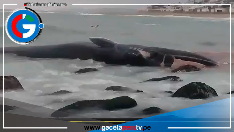 Ballena Varada en Playa Señoritas: Vecinos Piden Auxilio para Rescate y Prevención Sanitaria