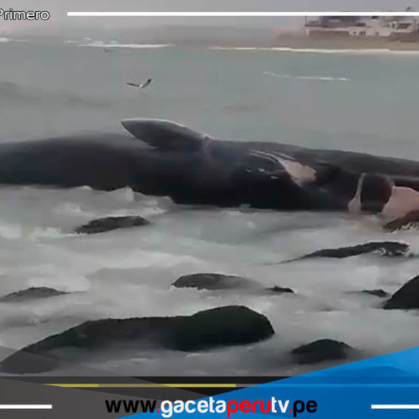 Ballena Varada en Playa Señoritas: Vecinos Piden Auxilio para Rescate y Prevención Sanitaria