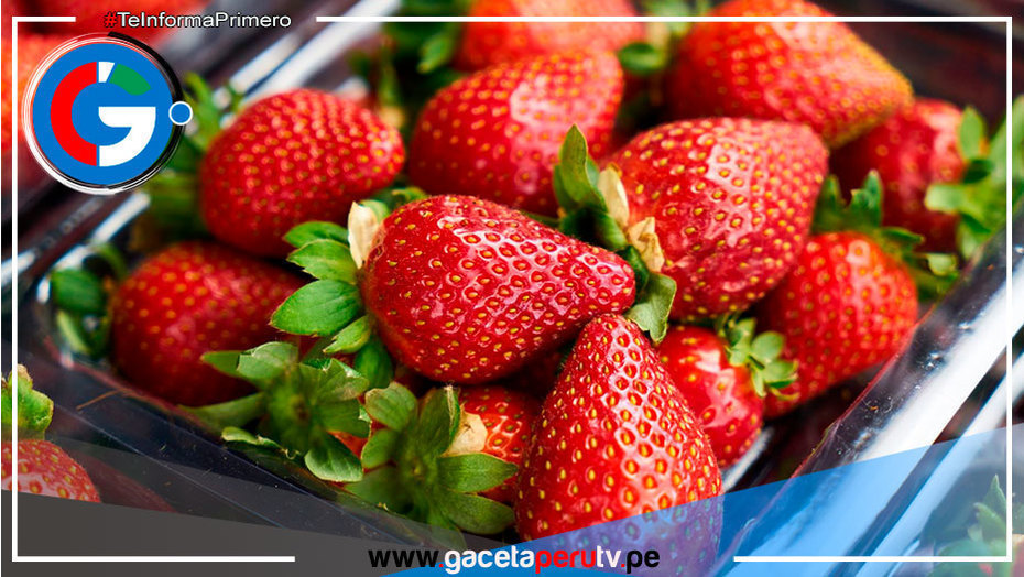 Invierno cálido afectaría cultivo de fresa en Lima