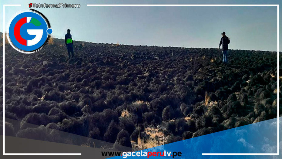 Ayacucho: incendio forestal causa muerte de animales silvestres