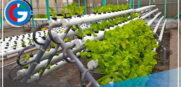 Instalarán 1,300 módulos hidropónicos agrarios para combatir sequía en Puno 