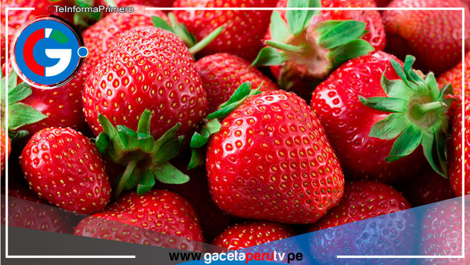 Niño Costero Afectaría Floración y Fructificación de Fresas en Región Lima