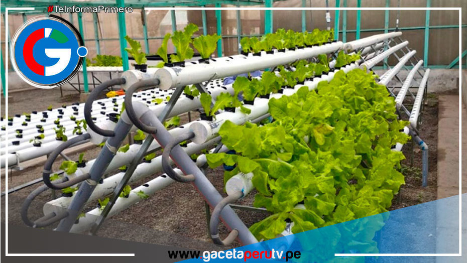 Instalarán 1,300 módulos hidropónicos agrarios para combatir sequía en Puno