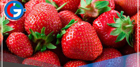 Niño Costero Afectaría Floración y Fructificación de Fresas en Región Lima