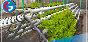 Instalarán 1,300 módulos hidropónicos agrarios para combatir sequía en Puno 