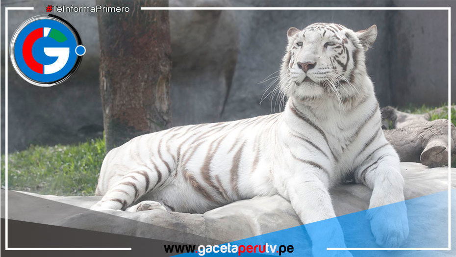 Resolvieron el contrato de concesión del zoológico de Huachipa