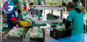 Población piurana ocupada en 2022 ascendió a 1 millón 171,600 personas