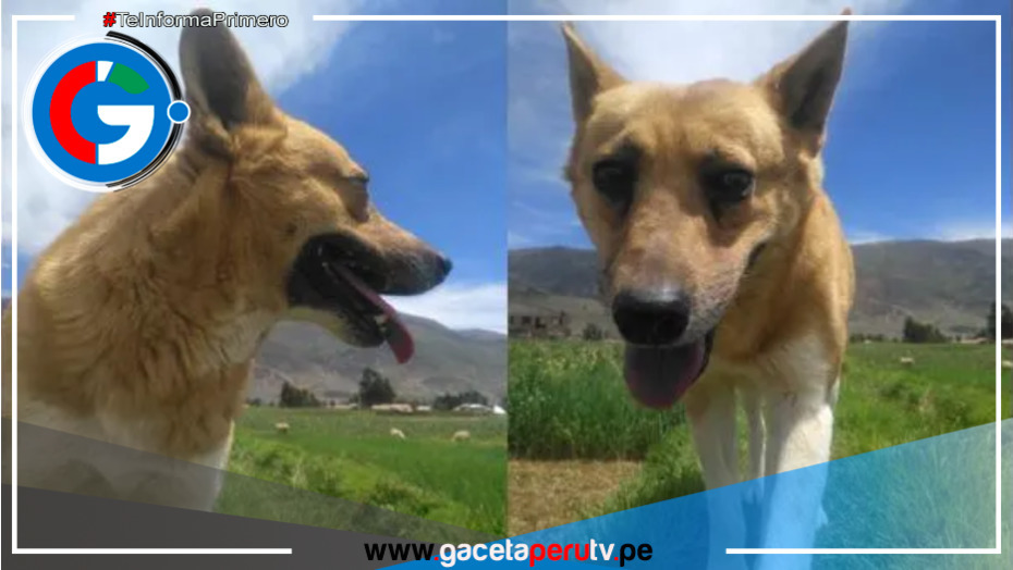 "Flaco", el perrito que lleva perdido desde el 8 de setiembre