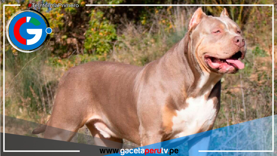 Reino Unido prohibió la raza de perro American Bully XL