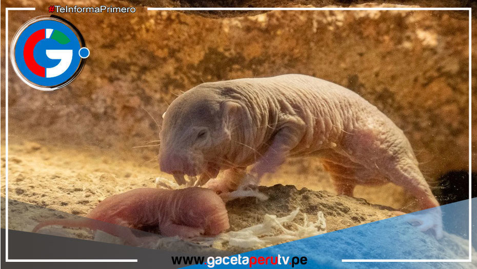 Nueva camada de la rata topo desnuda sería clave para encontrar la cura contra el cáncer