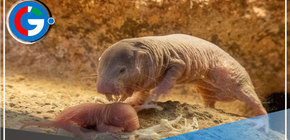 Nueva camada de la rata topo desnuda sería clave para encontrar la cura contra el cáncer