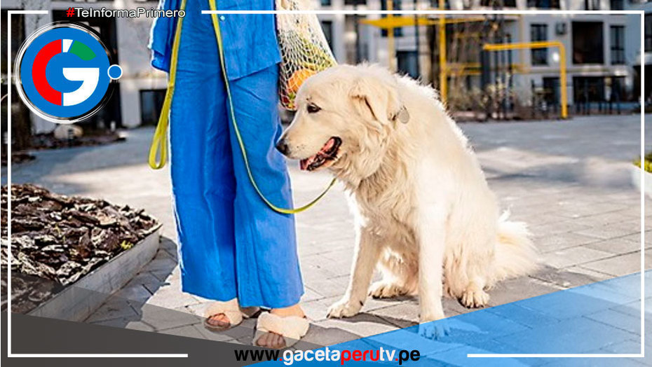 Junta de propietarios puede prohibir mascotas en condominios