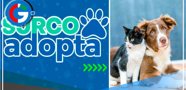 Surco lanza plataforma para adoptar animales abandonados