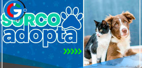 Surco lanza plataforma para adoptar animales abandonados