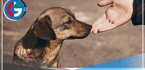 Ministro de Salud: Quien maltrata a una mascota, maltrata a un ser humano