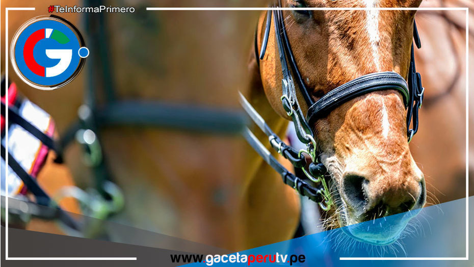 Lima: Solicitan informe sobre muerte de un caballo de la PNP