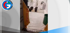 Operativo policial descubre plantación clandestina en A.H. Los Cedros de Pachacútec en Ventanilla