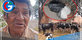 Ganadero de 64 Años Sobrevive a Asalto de Abigeos en Monsefú