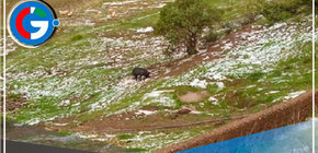 Granizada Despiadada Golpea a Huancaspata: 1000 Hectáreas de Cultivo Arrasadas en 3 Horas