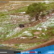 Granizada Despiadada Golpea a Huancaspata: 1000 Hectáreas de Cultivo Arrasadas en 3 Horas