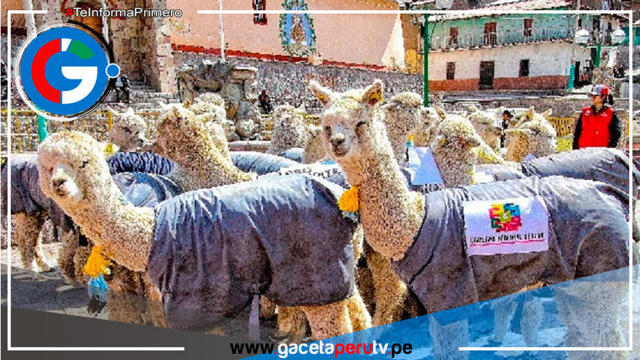 Arequipa propone incorporar a jóvenes en cadena de valor de la fibra de alpaca