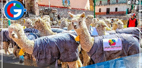 Arequipa propone incorporar a jóvenes en cadena de valor de la fibra de alpaca 