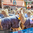 Arequipa propone incorporar a jóvenes en cadena de valor de la fibra de alpaca 