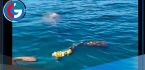 Pescadores salvan ballena atrapada en red fantasma en Piura