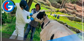 Vacunarán un millón de cabezas de ganado para protegerlas del carbunco sintomático 