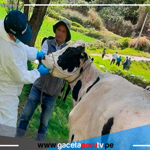 Vacunarán un millón de cabezas de ganado para protegerlas del carbunco sintomático 