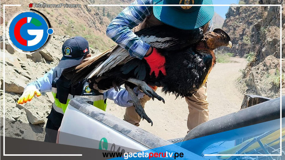 Puno: rescatan y brindan atención a cóndor andino hallado